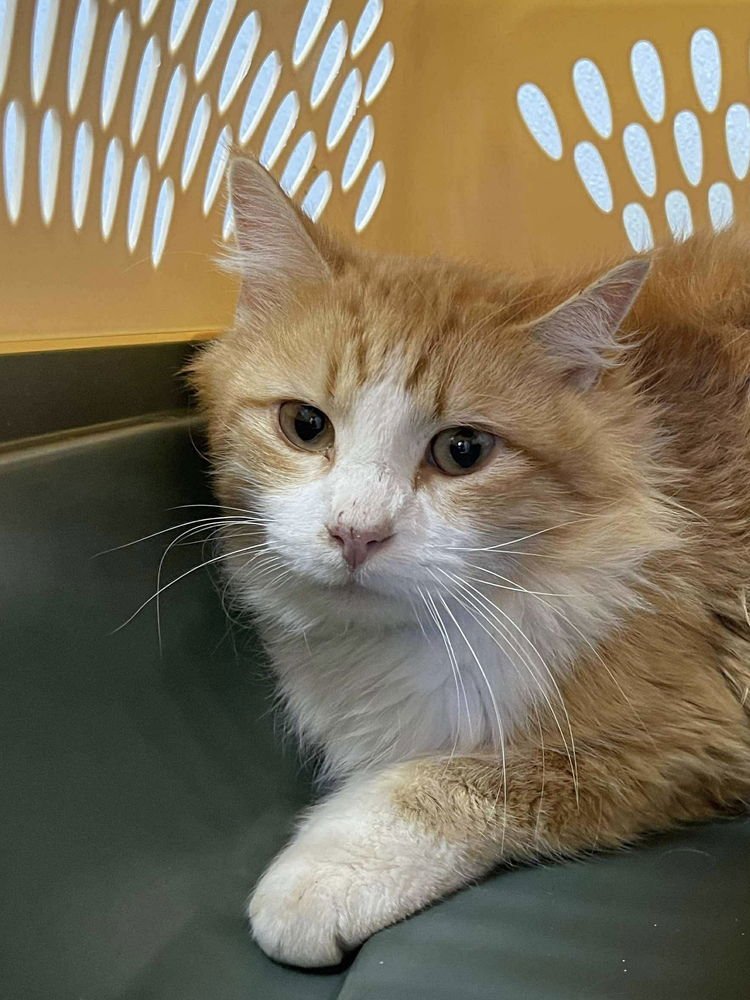 KHONE - Domestic Medium Hair available for adoption