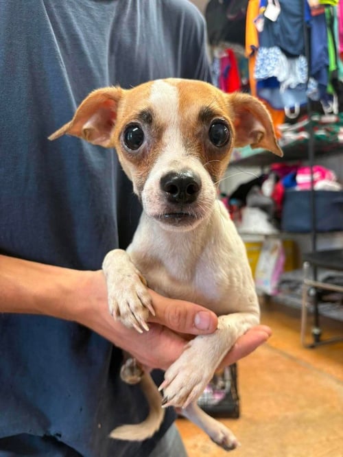 CHAMPY - Chihuahua / Pug available for adoption