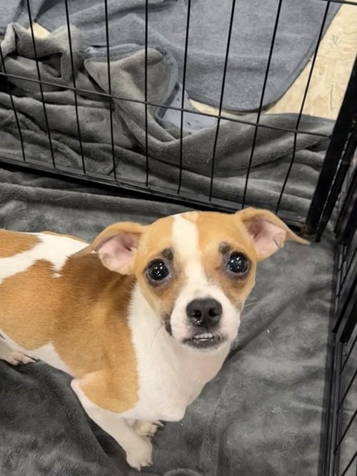 CHAMPY - Chihuahua / Pug available for adoption