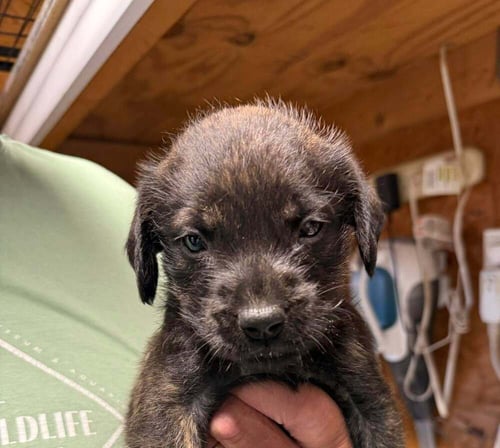 DUBLIN - Golden Retriever / English Mastiff for adoption in Springfield