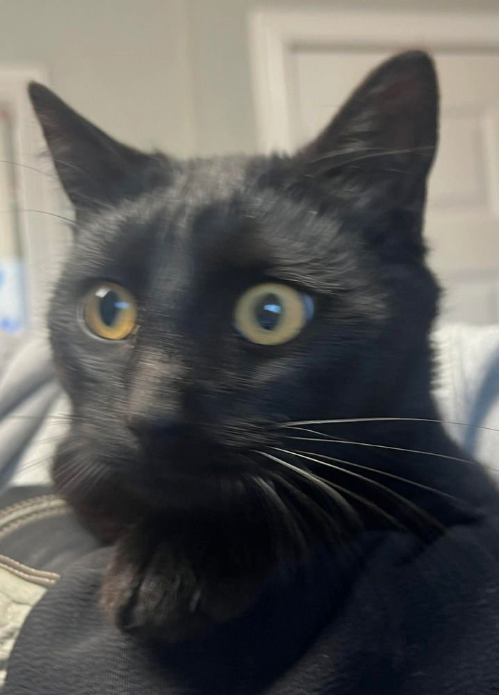 DRIZZLE - Domestic Short Hair for adoption in Springfield