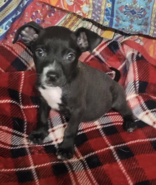 MONET - Pit Bull Terrier / Boston Terrier available for adoption