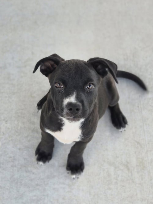 MONET - Pit Bull Terrier / Boston Terrier for adoption in Springfield