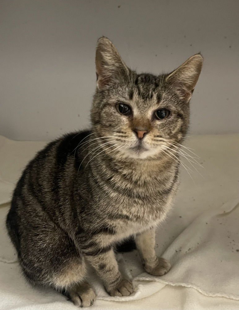 INGA - Domestic Short Hair for adoption in Springfield