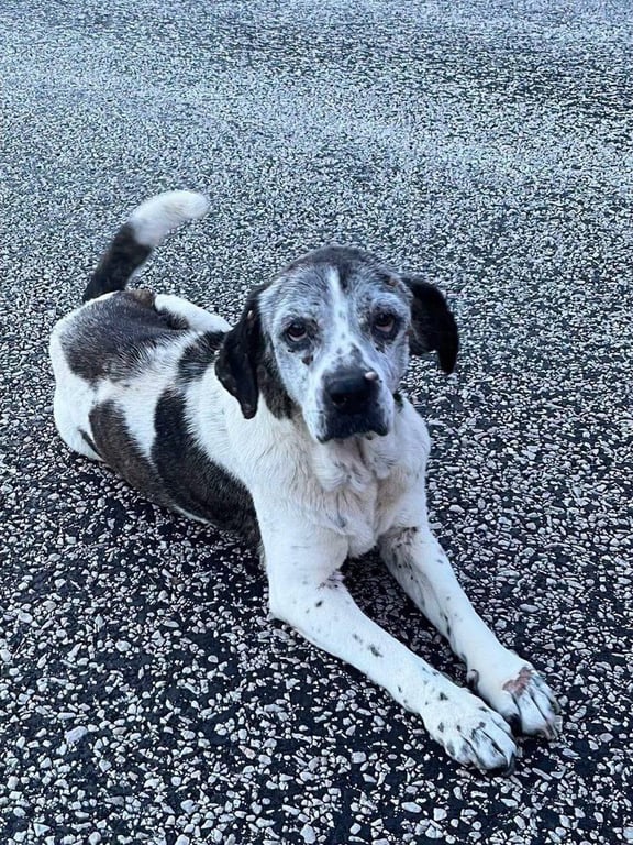 Gertie Image