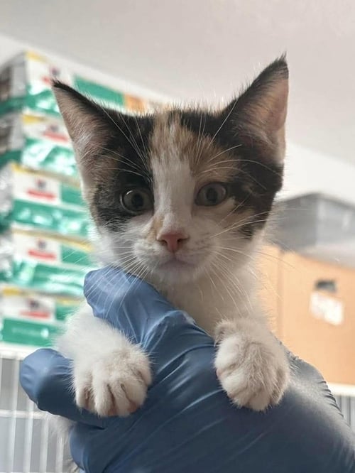 MILLIE - Domestic Short Hair available for adoption