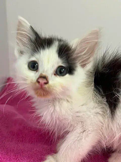 JUNEBUG - Domestic Medium Hair available for adoption