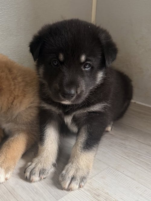 BACKWOODS - German Shepherd Dog available for adoption