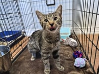 Meowzie - Photo 1