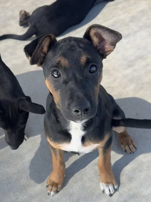 CYRUS - Australian Cattle Dog/Blue Heeler available for adoption