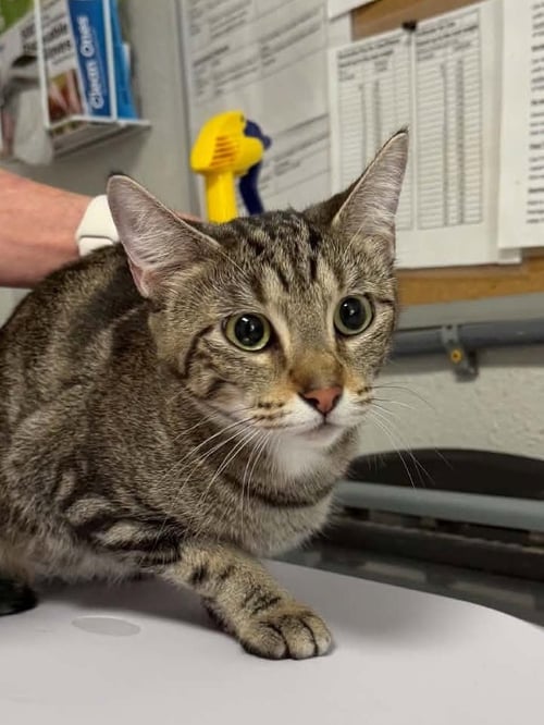 EGGNOG - Domestic Short Hair available for adoption