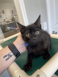 Frodo - Photo 1
