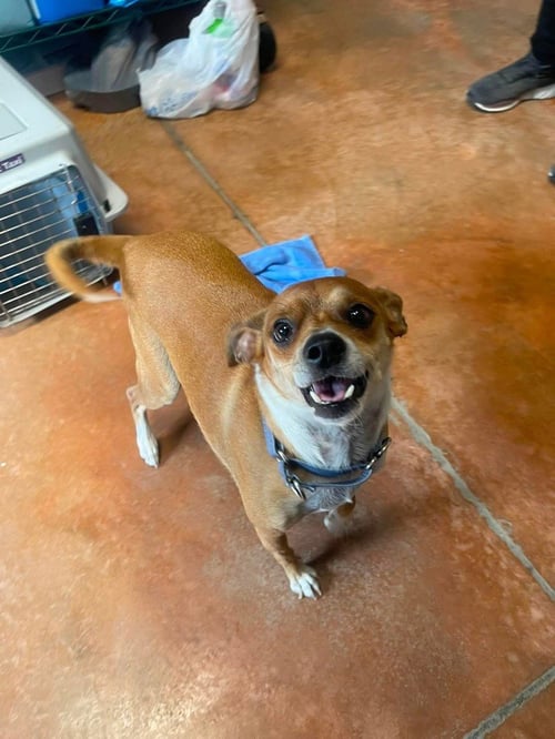 TOBIE - Chihuahua / Jack Russell Terrier available for adoption