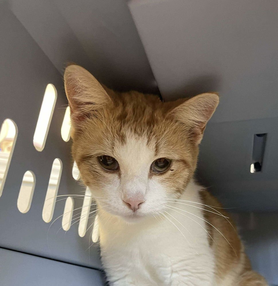 HARASU - Domestic Short Hair available for adoption