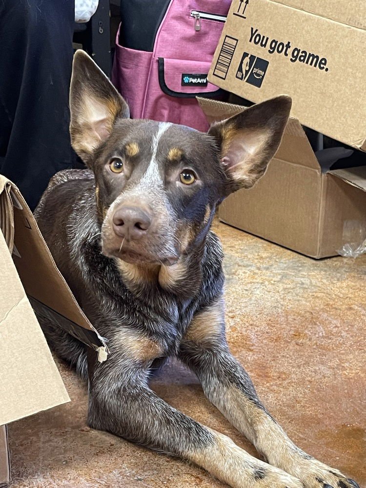 IZZIE - Australian Cattle Dog/Blue Heeler available for adoption