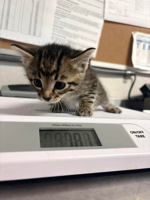 BUTTERCUP - Domestic Short Hair available for adoption