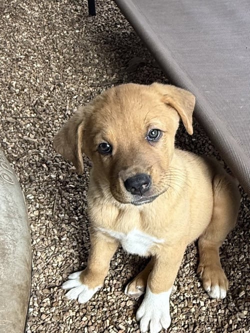 SEA - Mastiff / Great Pyrenees available for adoption