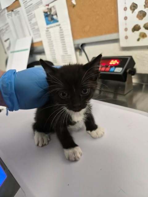 GHOST - Domestic Short Hair available for adoption