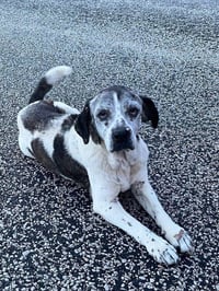 Gertie - Photo 2