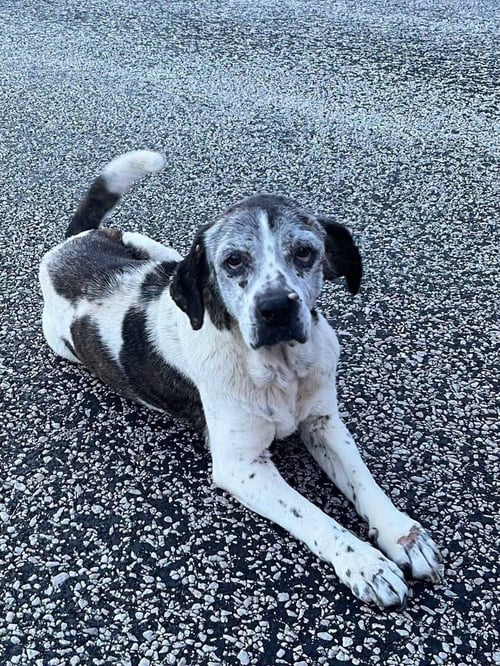 GERTIE - Beagle available for adoption