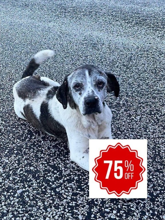 Gertie Image