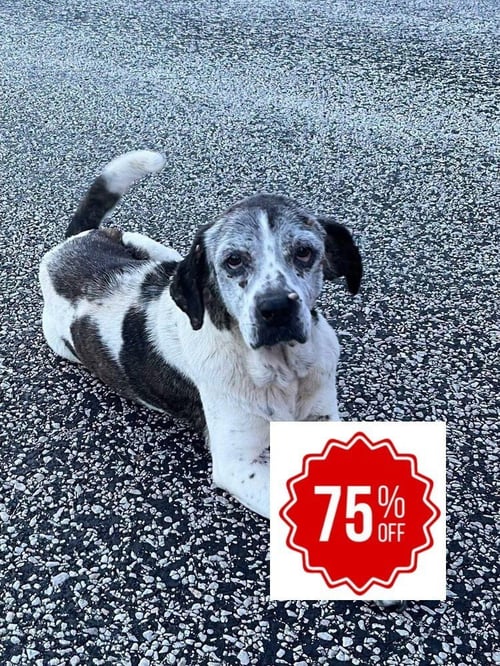 GERTIE - Beagle available for adoption