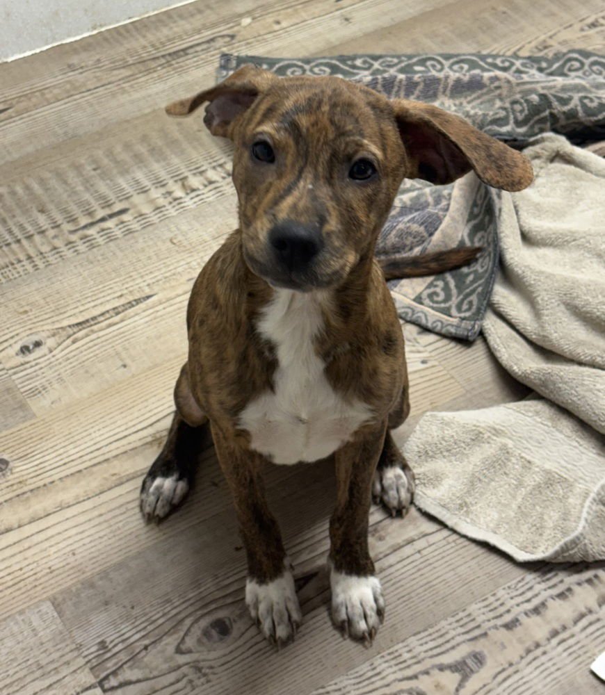 POPPY - Terrier / Australian Cattle Dog/Blue Heeler available for adoption