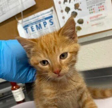 HUMPBACK - Domestic Short Hair available for adoption