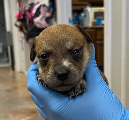 PUCA - Australian Cattle Dog/Blue Heeler / Labrador Retriever available for adoption