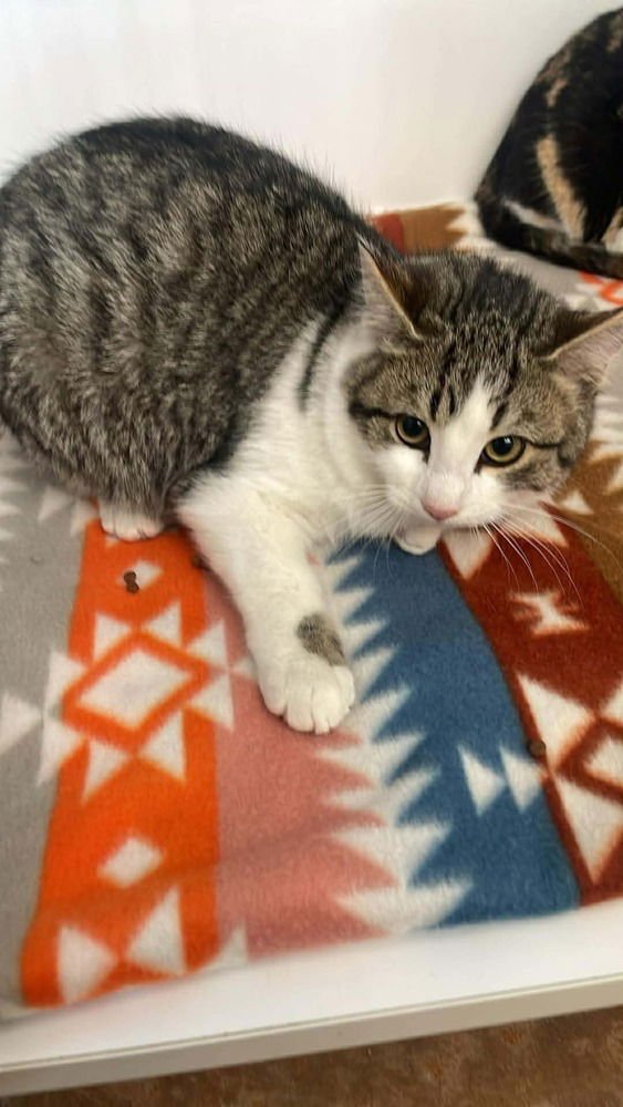 NINO - Domestic Short Hair available for adoption