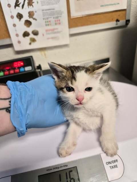 RYE CHIP - Domestic Short Hair available for adoption