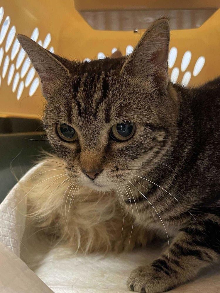 NIAGARA - Domestic Medium Hair available for adoption