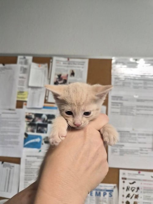 CALVIN KLEIN - Domestic Short Hair available for adoption