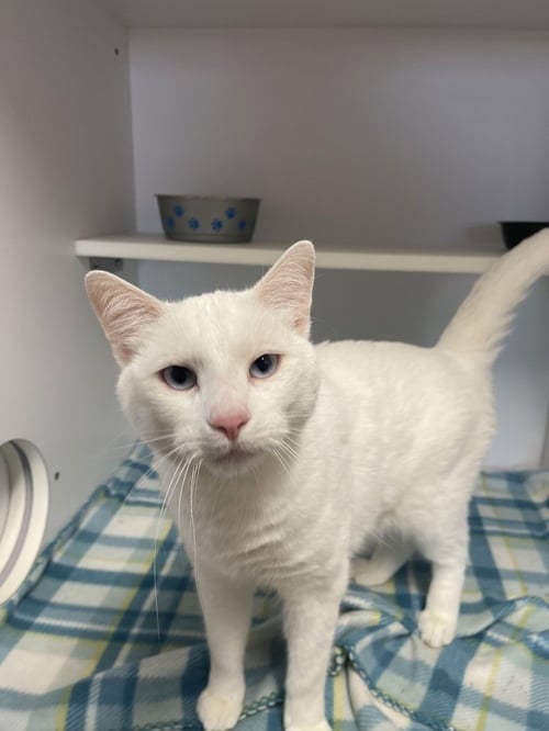 ROB ZOMBIE - Domestic Short Hair available for adoption
