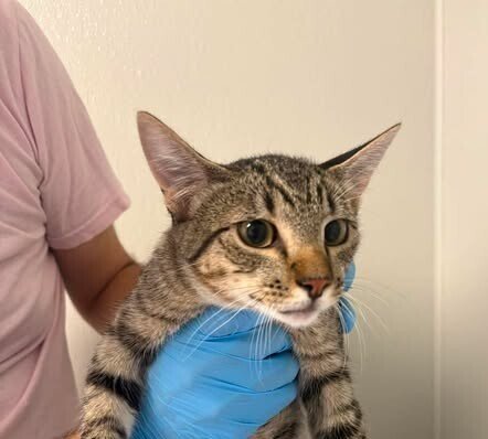 FESTIVAL - Domestic Short Hair available for adoption