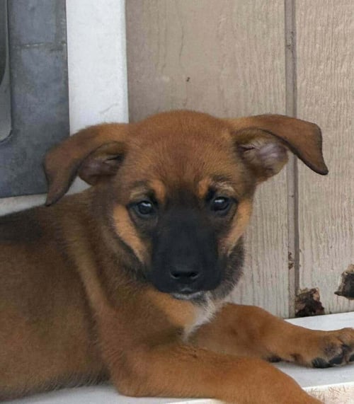 WOODSTOCK - Bluetick Coonhound available for adoption