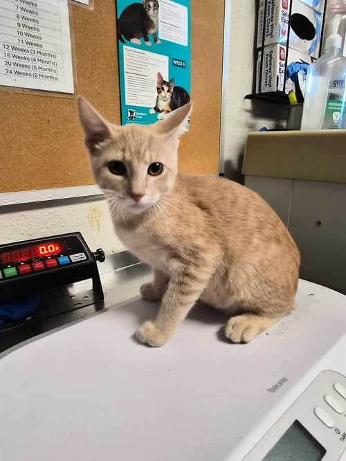 ZAYCHIK - Domestic Short Hair available for adoption