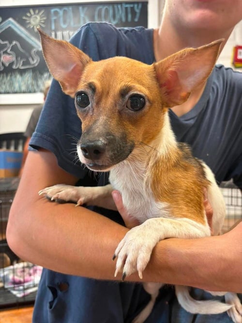 SMORES - Chihuahua / Pug available for adoption