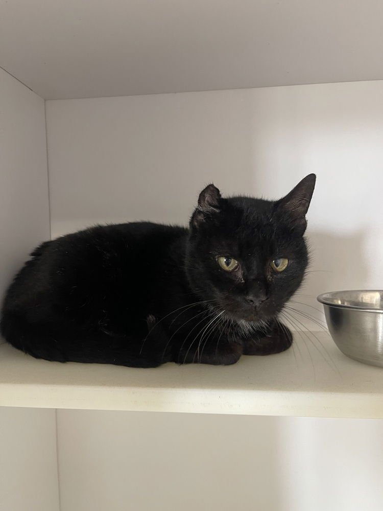 TOKETEE - Domestic Short Hair for adoption in Springfield