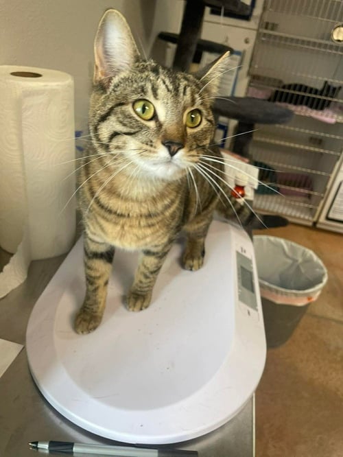 PUFF PUFF - Domestic Short Hair available for adoption