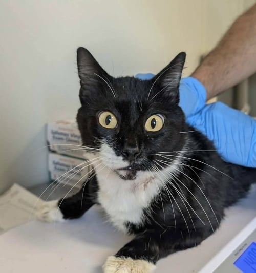BREAD - Domestic Short Hair available for adoption