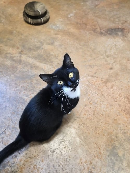BREAD - Domestic Short Hair available for adoption