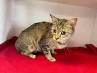 Lynx - Photo 1