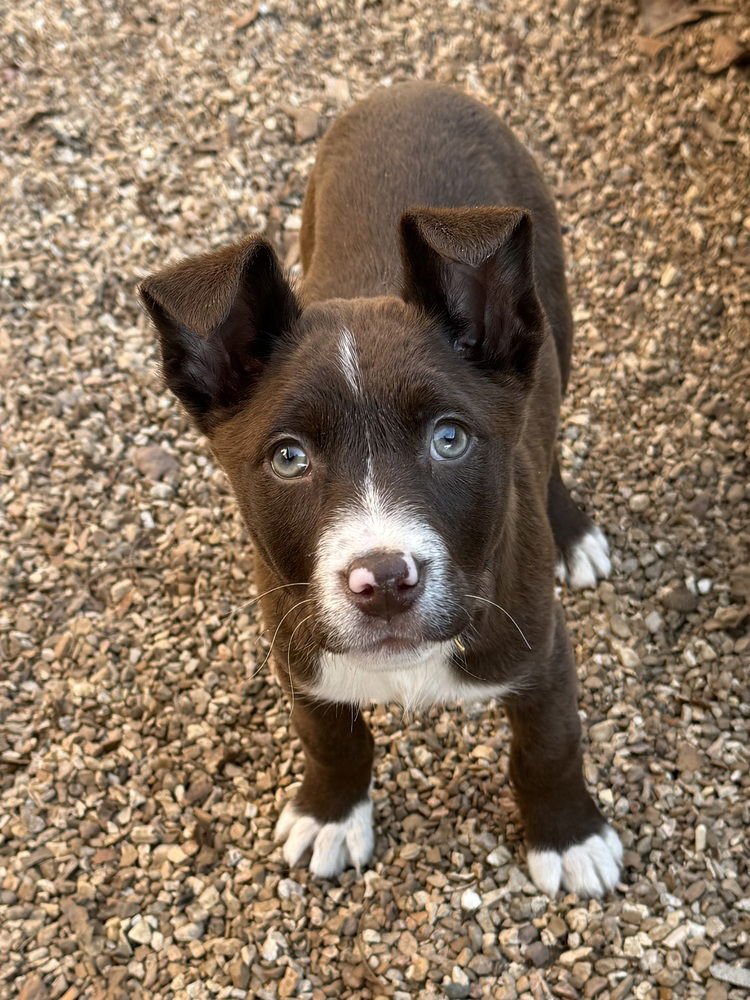 SUSSEX - Australian Shepherd / Shepherd available for adoption