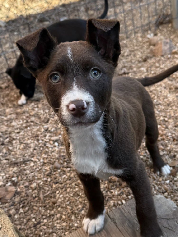 SUSSEX - Australian Shepherd / Shepherd available for adoption