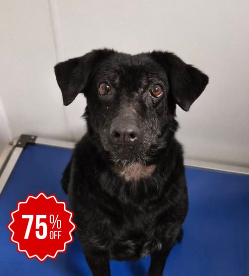 LUMEN - Labrador Retriever available for adoption