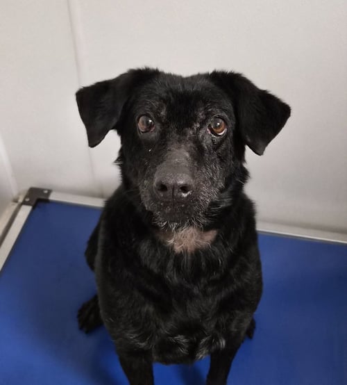 LUMEN - Labrador Retriever available for adoption