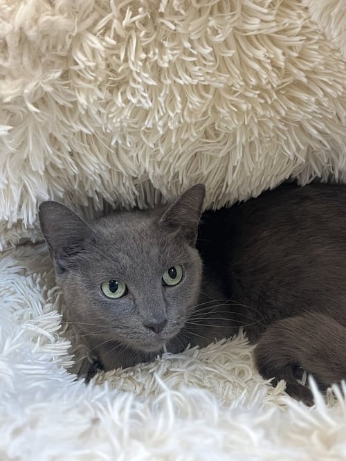 BANANA - Domestic Short Hair available for adoption