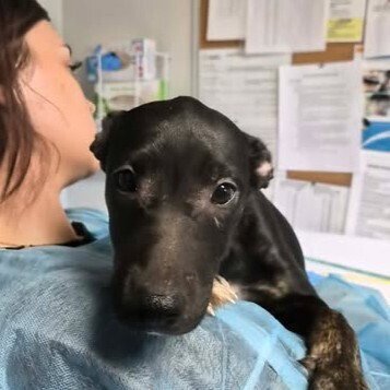 BEYONCE - Australian Cattle Dog/Blue Heeler available for adoption