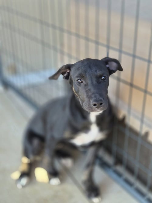 BEYONCE - Australian Cattle Dog/Blue Heeler available for adoption